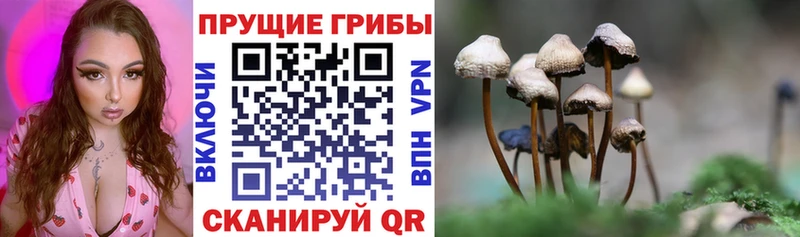 где купить наркотик  Беломорск  Псилоцибиновые грибы Magic Shrooms 